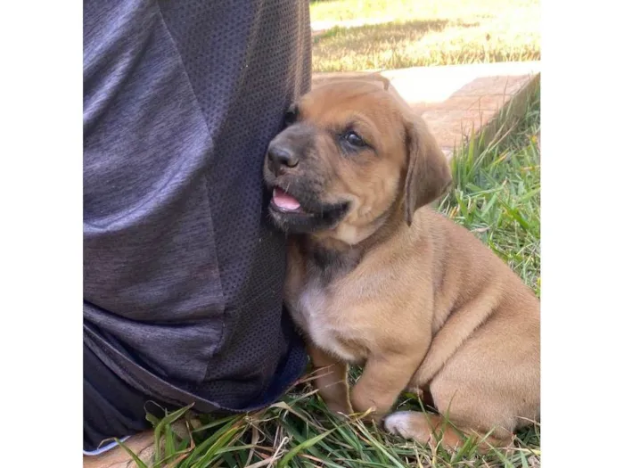 Cachorro ra a SRD-ViraLata idade Abaixo de 2 meses nome Boby