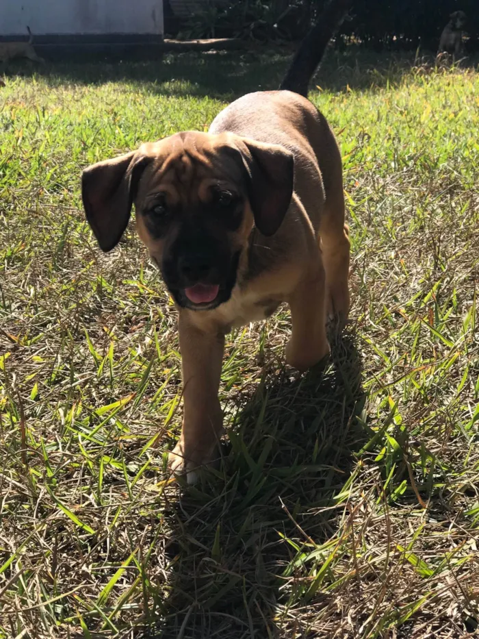 Cachorro ra a SRD-ViraLata idade Abaixo de 2 meses nome Pipoca