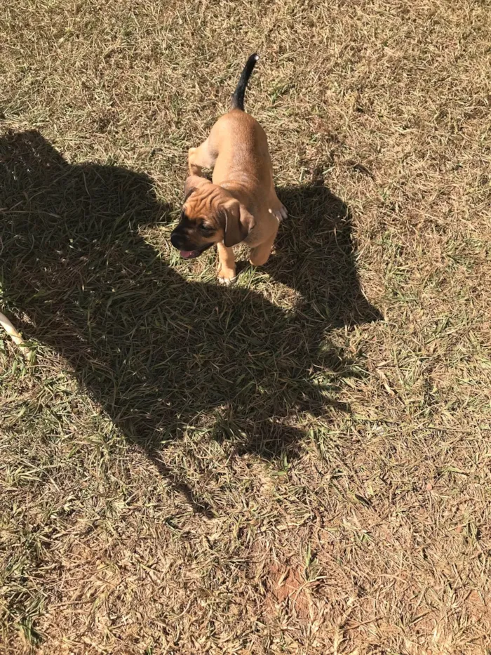 Cachorro ra a SRD-ViraLata idade Abaixo de 2 meses nome Pipoca