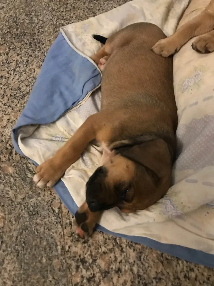 Cachorro ra a SRD-ViraLata idade Abaixo de 2 meses nome Pipoca