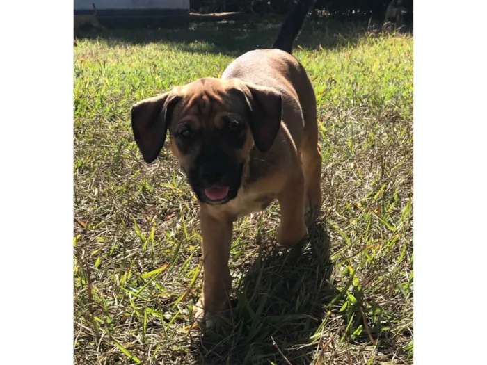 Cachorro ra a SRD-ViraLata idade Abaixo de 2 meses nome Pipoca