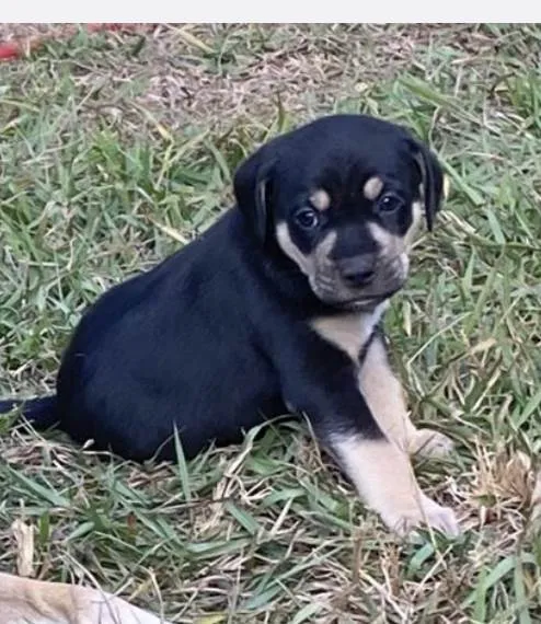 Cachorro ra a SRD-ViraLata idade Abaixo de 2 meses nome Jorge