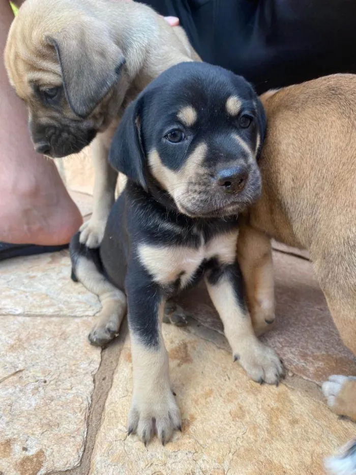 Cachorro ra a SRD-ViraLata idade Abaixo de 2 meses nome Jorge