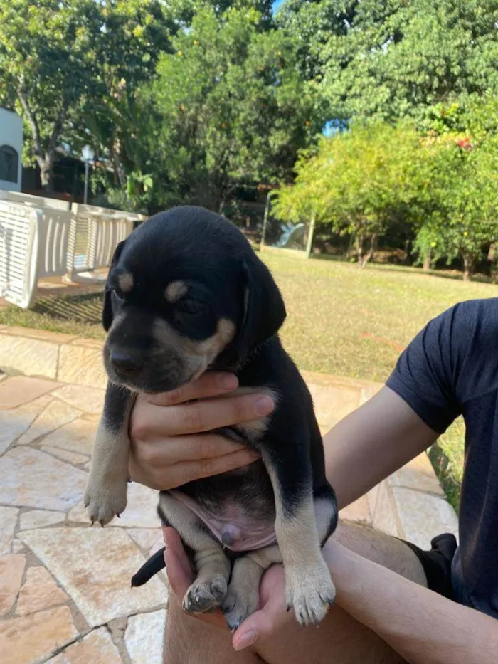 Cachorro ra a SRD-ViraLata idade Abaixo de 2 meses nome Boris