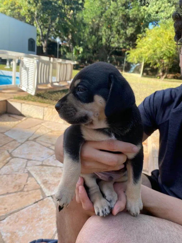 Cachorro ra a SRD-ViraLata idade Abaixo de 2 meses nome Boris