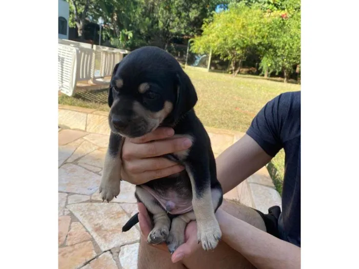 Cachorro ra a SRD-ViraLata idade Abaixo de 2 meses nome Boris