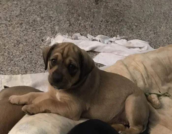 Cachorro ra a SRD-ViraLata idade Abaixo de 2 meses nome Lume