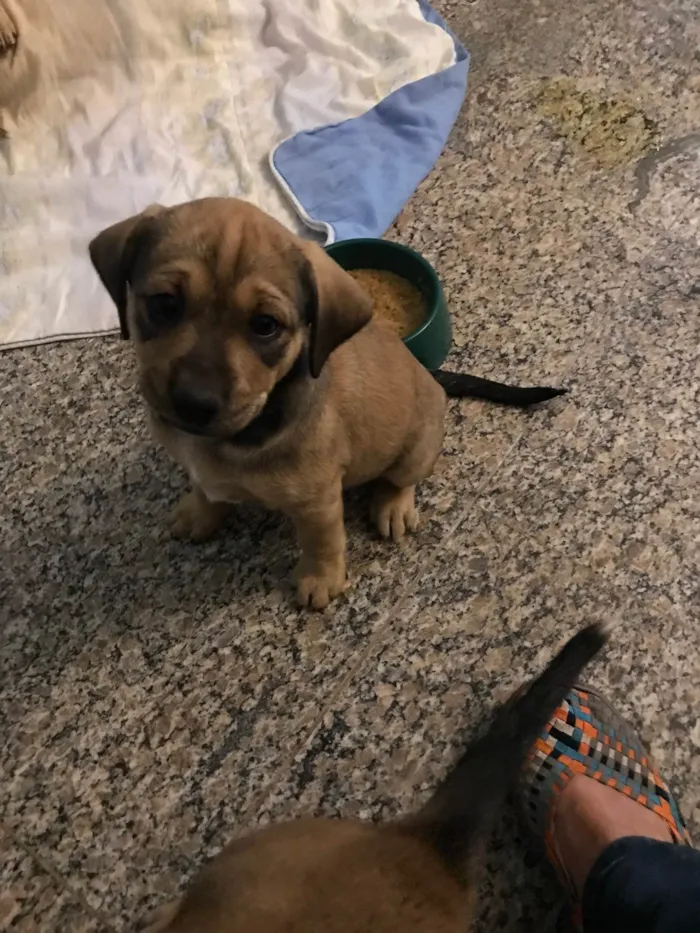 Cachorro ra a SRD-ViraLata idade Abaixo de 2 meses nome Lume