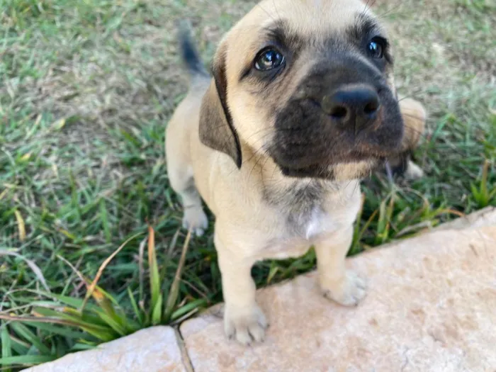 Cachorro ra a SRD-ViraLata idade Abaixo de 2 meses nome Lua