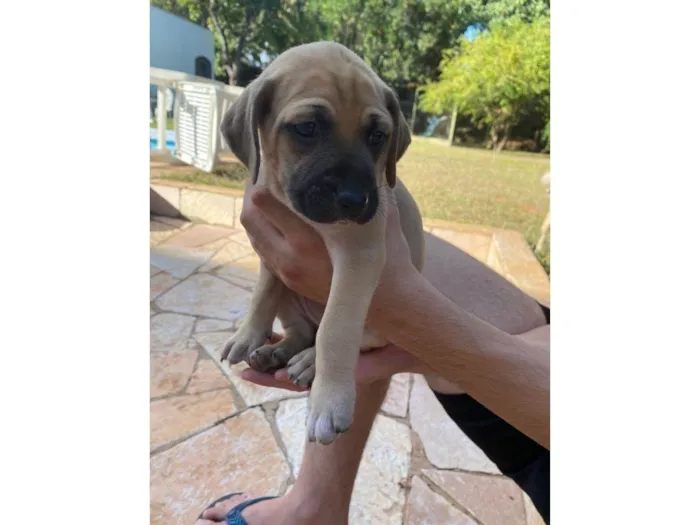 Cachorro ra a SRD-ViraLata idade Abaixo de 2 meses nome Lua