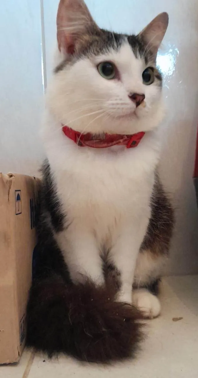 Gato raça SRD-ViraLata idade 7 a 11 meses nome Brisa