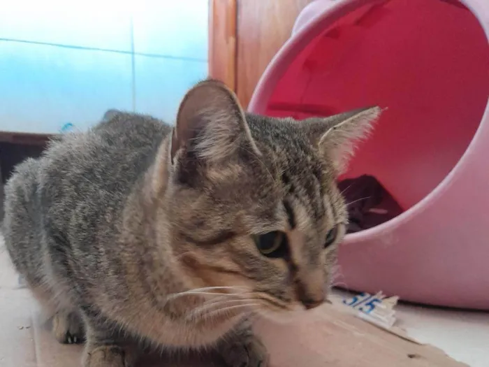 Gato raça SRD-ViraLata idade 7 a 11 meses nome Kaly