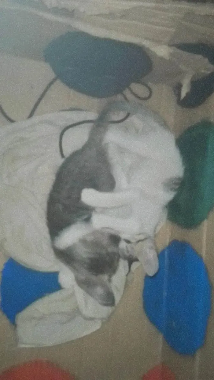 Gato ra a ViraLata idade Abaixo de 2 meses nome Luffy-lisa-tico e teco