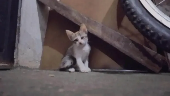 Gato ra a ViraLata idade Abaixo de 2 meses nome Luffy-lisa-tico e teco
