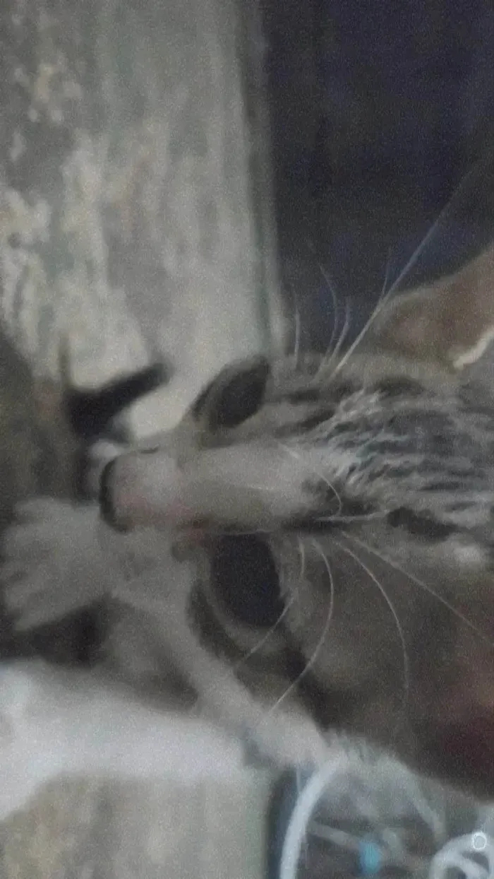 Gato ra a ViraLata idade Abaixo de 2 meses nome Luffy-lisa-tico e teco