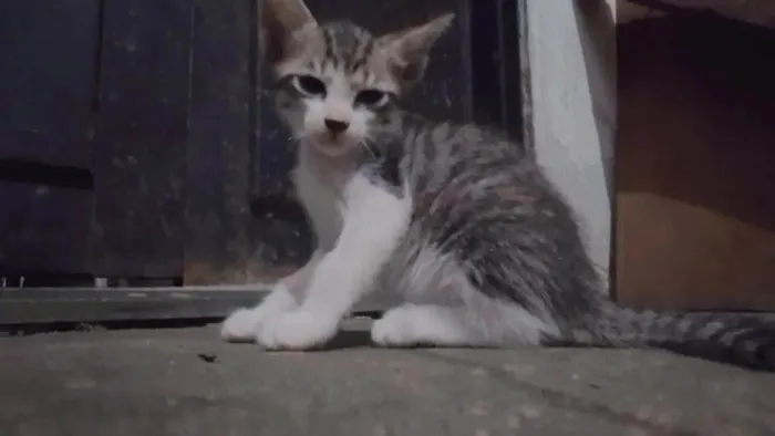 Gato ra a ViraLata idade Abaixo de 2 meses nome Luffy-lisa-tico e teco