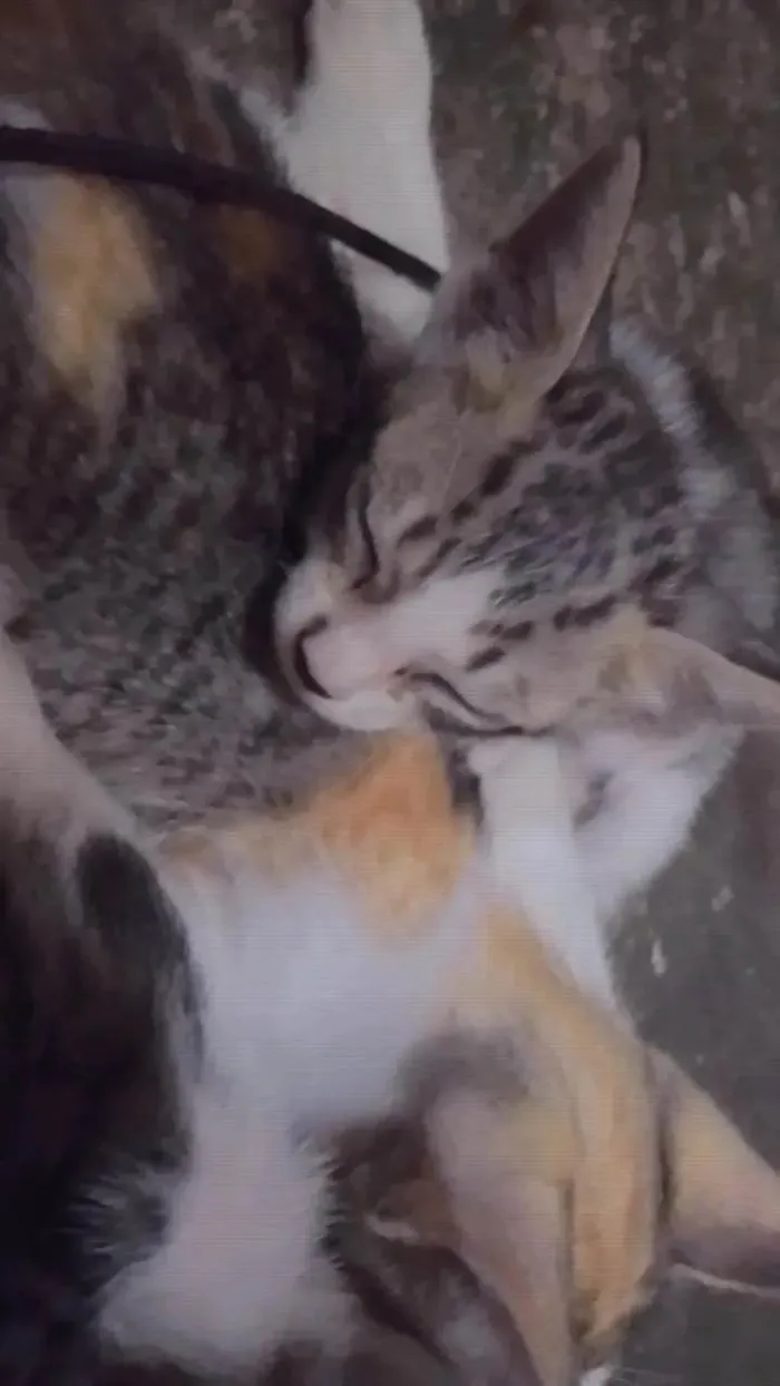 Gato ra a ViraLata idade Abaixo de 2 meses nome Luffy-lisa-tico e teco