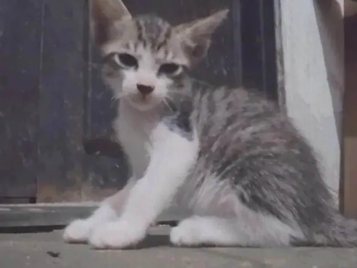 Gato ra a ViraLata idade Abaixo de 2 meses nome Luffy-lisa-tico e teco