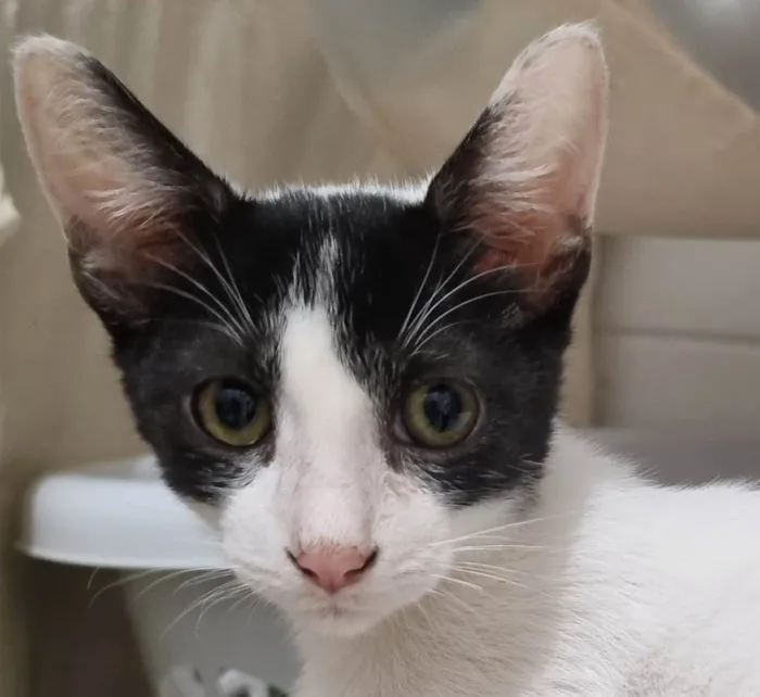 Gato ra a SRD-ViraLata idade 2 a 6 meses nome Branquinho malhado