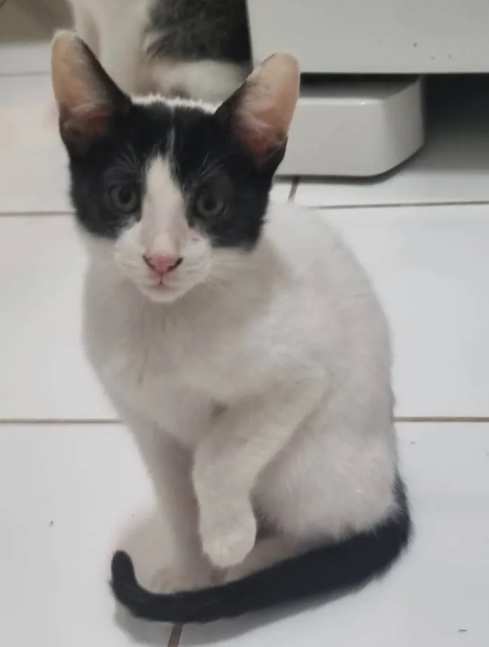 Gato ra a SRD-ViraLata idade 2 a 6 meses nome Branquinho malhado