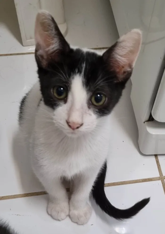 Gato ra a SRD-ViraLata idade 2 a 6 meses nome Branquinho malhado