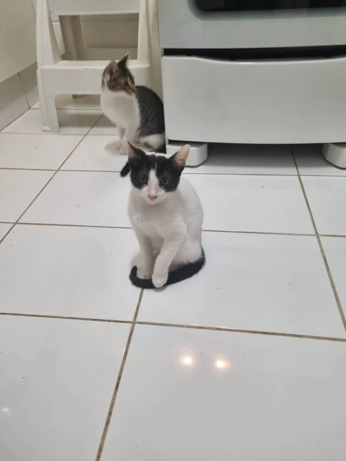 Gato ra a SRD-ViraLata idade 2 a 6 meses nome Branquinho malhado