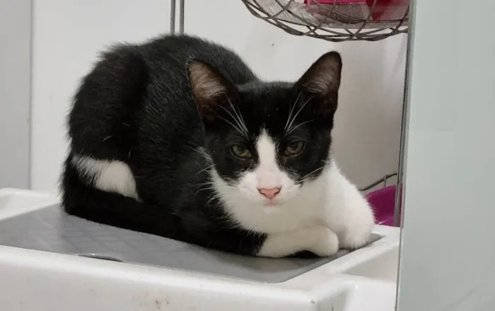 Gato ra a SRD-ViraLata idade 2 a 6 meses nome Frajolinha