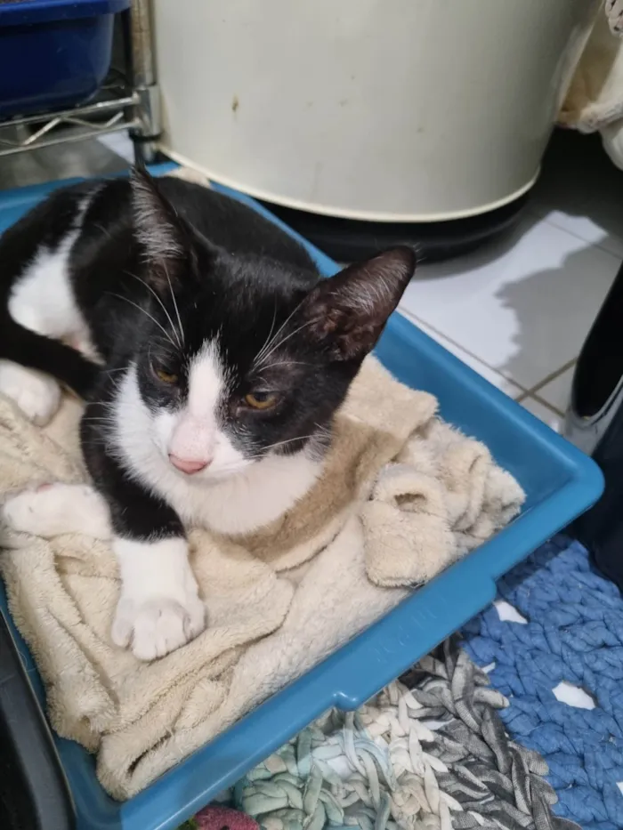 Gato ra a SRD-ViraLata idade 2 a 6 meses nome Frajolinha