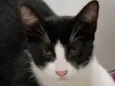 Frajolinha