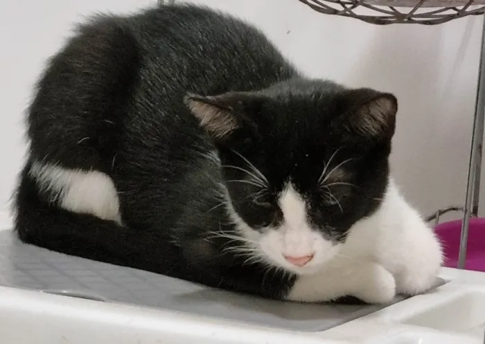 Gato ra a SRD-ViraLata idade 2 a 6 meses nome Irmãos frajola