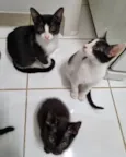 Irmãos frajola