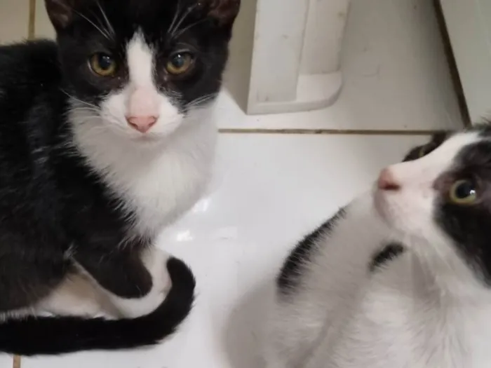 Gato ra a SRD-ViraLata idade 2 a 6 meses nome Irmãos frajola