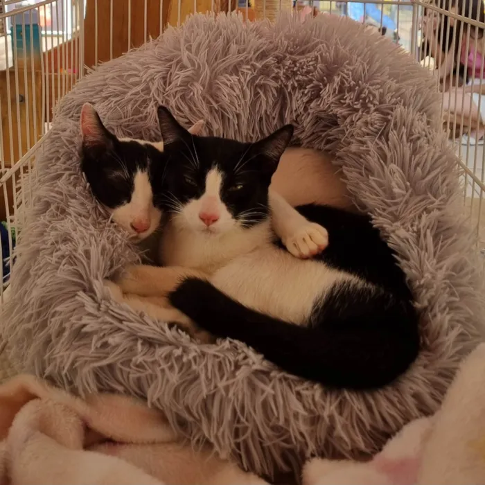 Gato ra a SRD-ViraLata idade 2 a 6 meses nome Irmãos frajola