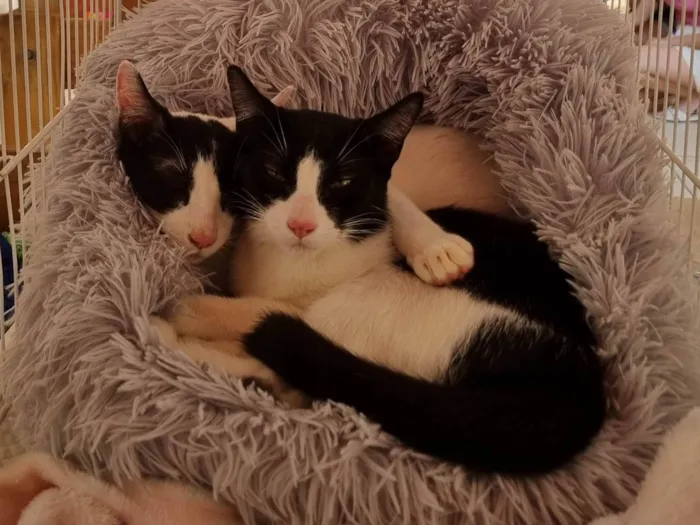 Gato ra a SRD-ViraLata idade 2 a 6 meses nome Irmãos frajola