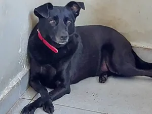 Cachorro raça SRD-ViraLata idade 4 anos nome Valentina