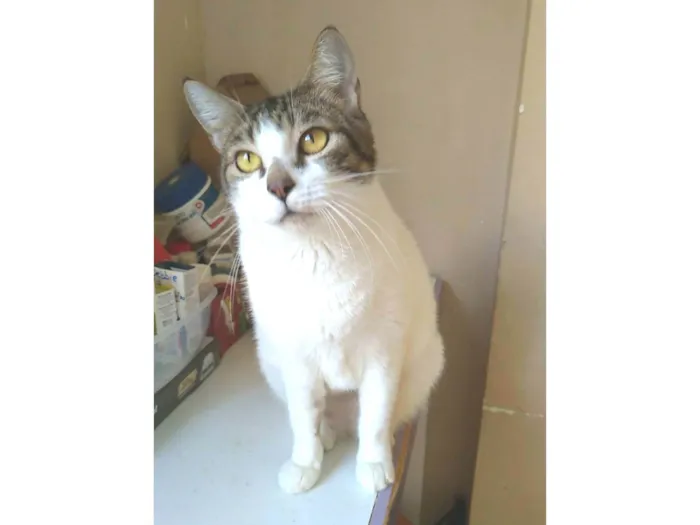 Gato ra a SRD-ViraLata idade 2 anos nome Madonna