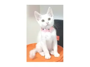 Gato raça SRD-ViraLata idade 2 a 6 meses nome Ravena
