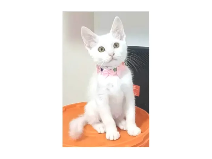 Gato ra a SRD-ViraLata idade 2 a 6 meses nome Ravena