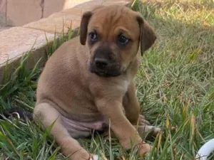 Cachorro raça SRD-ViraLata idade Abaixo de 2 meses nome Boby