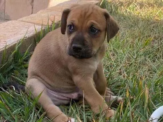 Cachorro ra a SRD-ViraLata idade Abaixo de 2 meses nome Boby