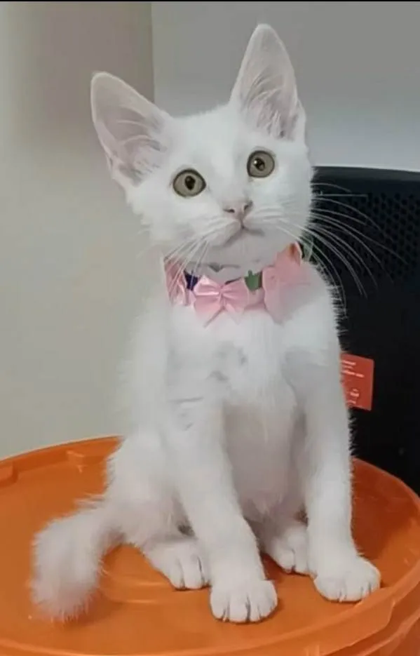 Gato ra a srd idade 2 a 6 meses nome RAVENA