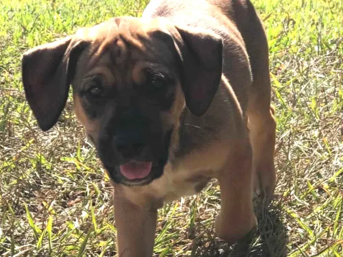 Cachorro ra a SRD-ViraLata idade Abaixo de 2 meses nome Pipoca