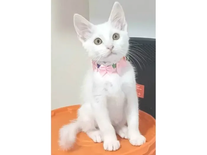 Gato ra a srd idade 2 a 6 meses nome RAVENA