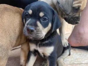 Cachorro raça SRD-ViraLata idade Abaixo de 2 meses nome Jorge