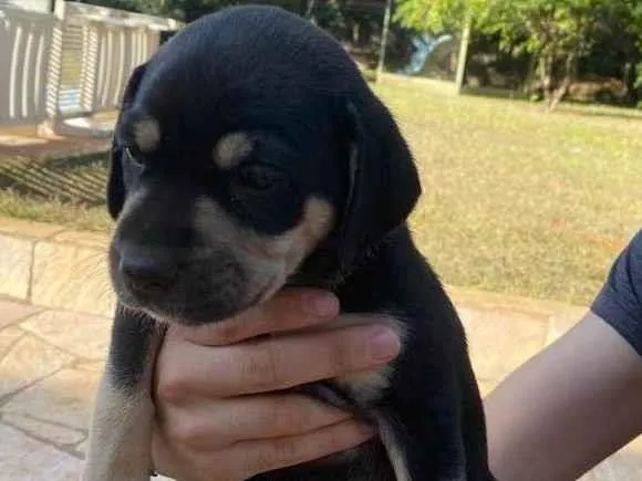 Cachorro ra a SRD-ViraLata idade Abaixo de 2 meses nome Boris