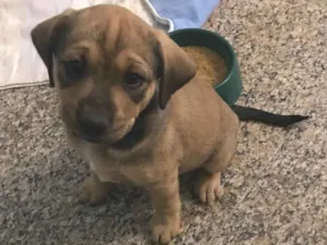 Cachorro raça SRD-ViraLata idade Abaixo de 2 meses nome Lume