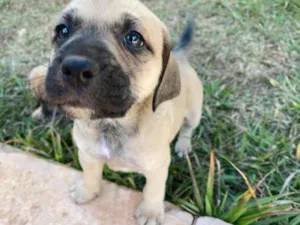 Cachorro raça SRD-ViraLata idade Abaixo de 2 meses nome Lua