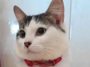 Gato raça SRD-ViraLata idade 7 a 11 meses nome Brisa