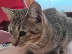 Gato raça SRD-ViraLata idade 7 a 11 meses nome Kaly