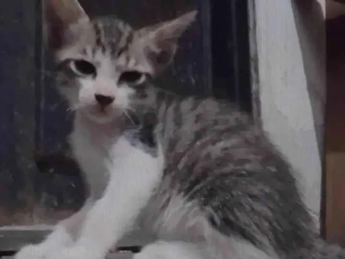 Gato ra a ViraLata idade Abaixo de 2 meses nome Luffy-lisa-tico e teco